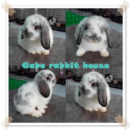 Gabo Rabbit House!!! < จำหน่ายกระต่ายพันธุ์ Holland Lop > รูปที่ 6