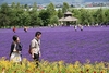 รูปย่อ ❉:‧ .｡.:*･❀ Outdoor Hokkaido ❉:‧ .｡.:*･❀ Lavender Fields รูปที่5