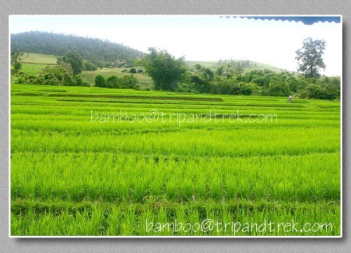 บริษัทไทยรุ่งเรืองอุตสาหกรรมพลาสติกจำกัดจำหน่ายถาดเพาะกล้าเเละถาดโยนกล้า รูปที่ 4