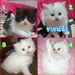 รูปย่อ ลูกแมวเปอร์เซีย 2 เดือนครึ่ง มีบริการส่งทางเครื่องบิน ดูน้องแมวผ่าน web cam ได้ค่ะ รูปที่1