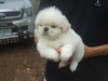 รูปย่อ ขายลูกสุนัขปักกิ่งขาวแท้ ตัวผุ้ 1 ตัว ราคา 5000 สีขาวสำลี รูปที่3