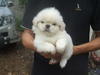 รูปย่อ ขายลูกสุนัขปักกิ่งขาวแท้ ตัวผุ้ 1 ตัว ราคา 5000 สีขาวสำลี รูปที่2