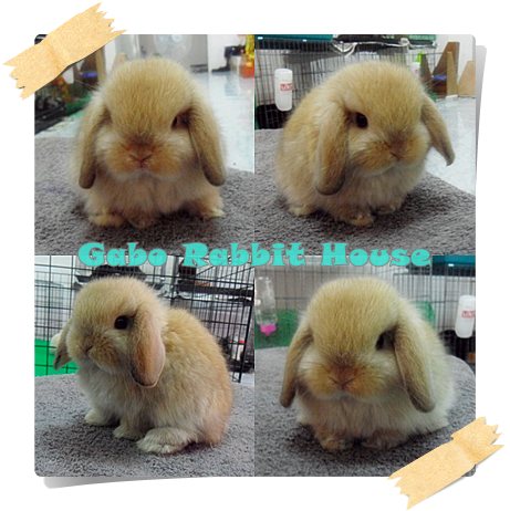 Gabo Rabbit House!!! < จำหน่ายกระต่ายพันธุ์ Holland Lop > รูปที่ 3