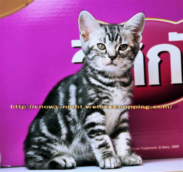 แมววิสกัสแท้ CFA CHAMP. ลูกแมวนายแบบโฆษณาพร้อมแล้วครับ รูปที่ 1