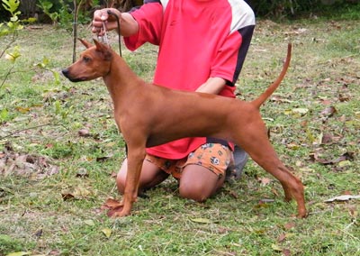 ไทยหลังอาน..แบบที่เป็นของคุณ รูปที่ 4
