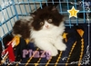 รูปย่อ ลูกแมวเปอร์เซีย 2 เดือนครึ่ง มีบริการส่งทางเครื่องบิน ดูน้องแมวผ่าน web cam ได้ค่ะ รูปที่3