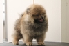 รูปย่อ ขณะนี้มีลูกสุนัขปอมเมอเรเนี่ยนจำหน่าย By Frozen's Pomeranians รูปที่5