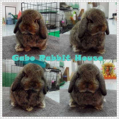 Gabo Rabbit House!!! < จำหน่ายกระต่ายพันธุ์ Holland Lop > รูปที่ 1