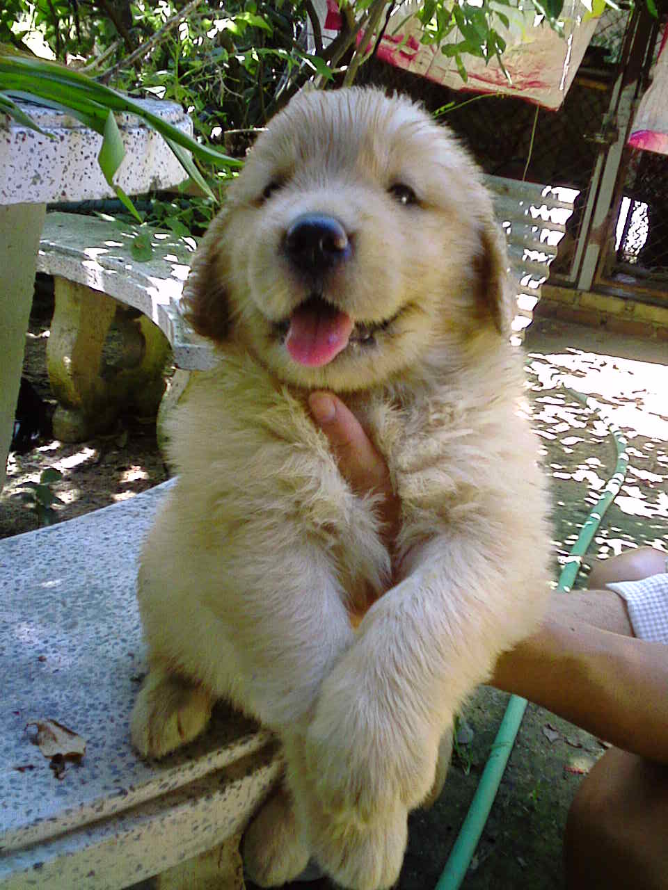 ขาย ลูก golden retriever สายเลือด เยี่ยม รับประกันความสวย พ่อ-แม่ นอก ด่วน! มีจำนวนจำกัด (ช้าอด) รูปที่ 1