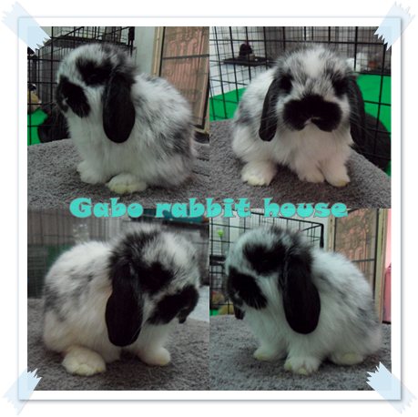 Gabo Rabbit House!!! < จำหน่ายกระต่ายพันธุ์ Holland Lop > รูปที่ 4