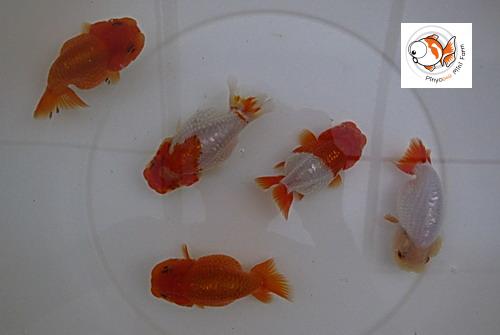 สิงห์ลูกผสมสวยๆ ราคาเบาๆ ครับ รูปที่ 3