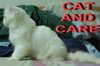 รูปย่อ น้องแมว เปอร์เซีย หน้าบี้ ขนแน่น สีขาว แมวร้านเราทุกตัวดูแลโดยสัตว์แพทย์จุฬา พร้อมใบเพ็ด 7500 บาทจ้า,,,,, รูปที่2