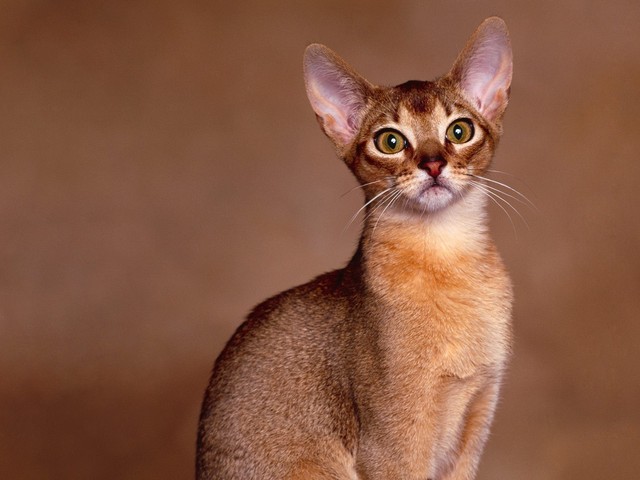 ***อยากได้แมว [ อะบีซีนเนียน (Abyssinian) ] 2 ตัว ใครมีไว้ในครอบครองกรุณาแจ้งให้ทราบด้วยนะค๊ะ*** รูปที่ 1