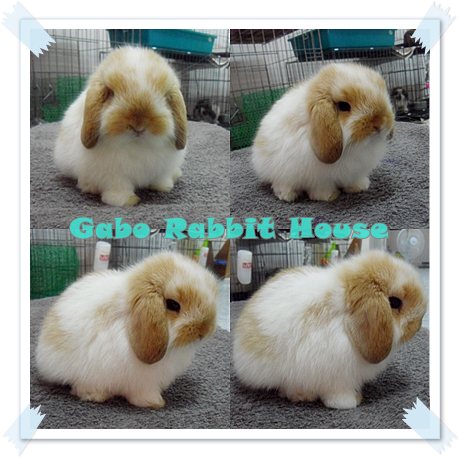 Gabo Rabbit House!!! < จำหน่ายกระต่ายพันธุ์ Holland Lop > รูปที่ 5