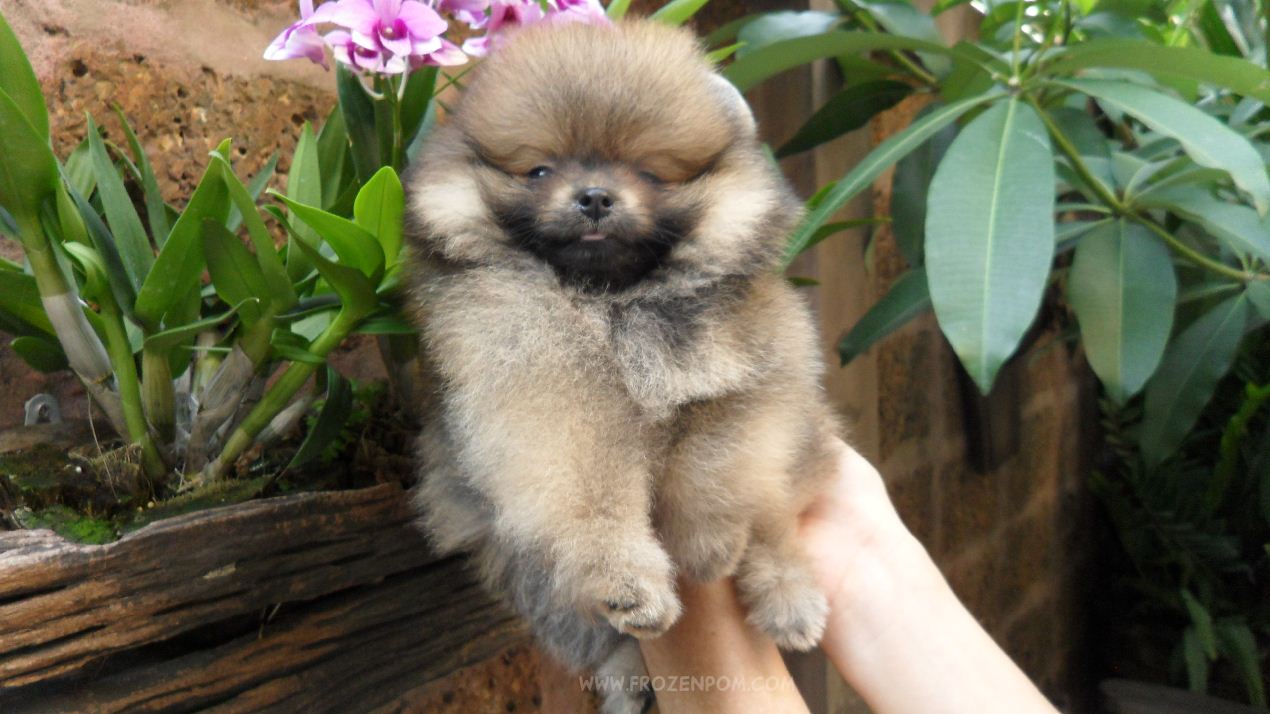 ขณะนี้มีลูกสุนัขปอมเมอเรเนี่ยนจำหน่าย By Frozen's Pomeranians รูปที่ 1