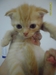 รูปย่อ +++ขายลูกแมว สก๊อตติสโฟล์ หูพับ อายุ 2 เดือน+++ รูปที่2