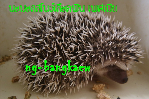 ***จำหน่ายเม่นแคระ*** รูปที่ 4