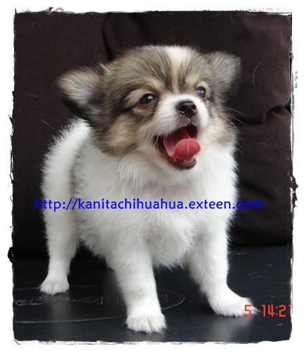 เข้าชมลูกสุนัขชิวาวาสายเลือดดีจากคอก kanitachihuahua รูปที่ 1