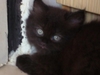 รูปย่อ ขายลูกแมว 2เดือน สีเทาล้วน 2ตัว(ญ.+ช.) สีดำหม่น 2ตัว (ญ+ช.) รูปที่3