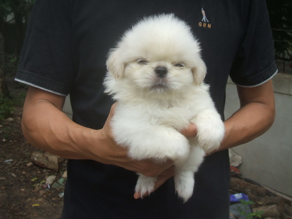 ขายลูกสุนัขปักกิ่งขาวแท้ ตัวผุ้ 1 ตัว ราคา 5000 สีขาวสำลี รูปที่ 1