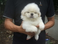 ขายลูกสุนัขปักกิ่งขาวแท้ ตัวผุ้ 1 ตัว ราคา 5000 สีขาวสำลี