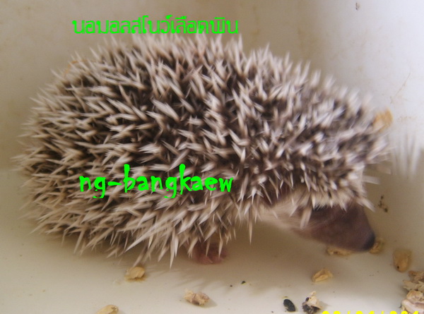 ***จำหน่ายเม่นแคระ*** รูปที่ 3