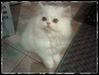 รูปย่อ ลูกแมวเปอร์เซียสุขภาพดี สีขาว น่ารัก รูปที่3