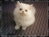 รูปย่อ ลูกแมวเปอร์เซียสุขภาพดี สีขาว น่ารัก รูปที่2