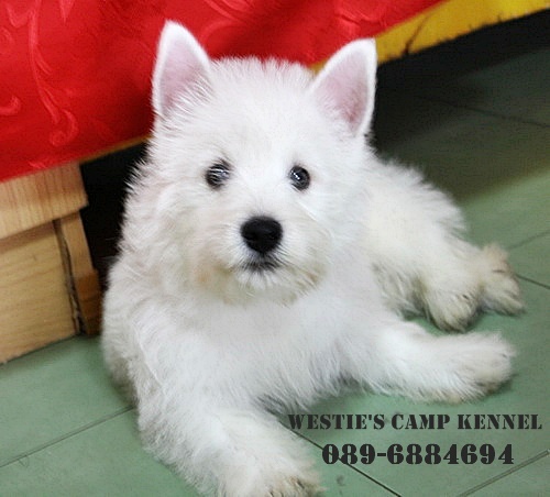 ขายเวสตี้ หรือ West Highland White Terrier ลูก TH. CH ใบเพดเต็มๆใบ>_< รูปที่ 1