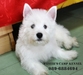 รูปย่อ ขายเวสตี้ หรือ West Highland White Terrier ลูก TH. CH ใบเพดเต็มๆใบ&gt;_&lt; รูปที่1