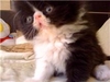 รูปย่อ @@@White diamond house@@@ เปิดจองลูกแมวลูกครึ่ง CFA อายุ 1 เดือนครึ่ง เพศชาย 3ตัว รูปที่3