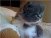 รูปย่อ @@@White diamond house@@@ เปิดจองลูกแมวลูกครึ่ง CFA อายุ 1 เดือนครึ่ง เพศชาย 3ตัว รูปที่5