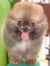 รูปย่อ ขายน้องปอมเมอราเนี่ยน เพศผู้ อายุ 2 เดือนกว่าๆ รูปที่4