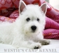 รูปย่อ ขายเวสตี้ หรือ West Highland White Terrier ลูก TH. CH ใบเพดเต็มๆใบ&gt;_&lt; รูปที่2