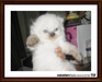 รูปย่อ ขายลูกแมวเปอร์เซียอายุ 1 เดือน สี ขาว, หิมาลายัน, คาลิโก, ดำ หน้าตุ๊กตา รูปที่2
