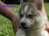 รูปย่อ เ ปิ ด ข า ย ลู ก สุ นั ข ไ ซ บี เ รี ย น น่ า รั ก ๆ จ า ก ค อ ก HuskyDominion Kennel ครับ รูปที่4