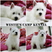 รูปย่อ ขายเวสตี้ หรือ West Highland White Terrier ลูก TH. CH ใบเพดเต็มๆใบ&gt;_&lt; รูปที่3