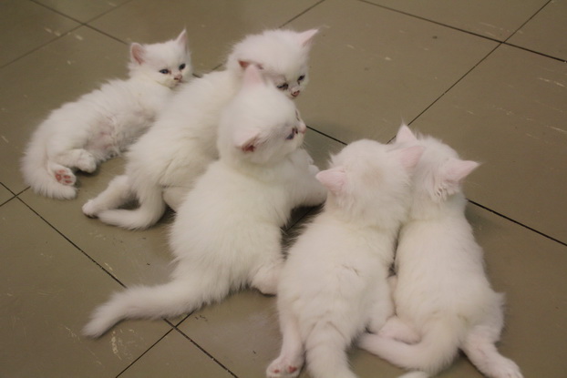 ลูกแมวเปอร์เซียสีขาวล้วน รูปที่ 1