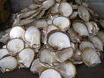 จำหน่าย เปลือกหอยมุก (MOP) นิลแผ่น (onyx) และ หินธรรมชาติ (Natural Stones) สำหรับงานจิวเวลรี่ราคาถูกมากๆ