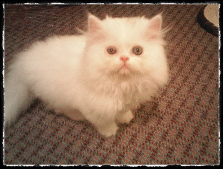 ลูกแมวเปอร์เซียสุขภาพดี สีขาว น่ารัก รูปที่ 1