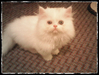 รูปย่อ ลูกแมวเปอร์เซียสุขภาพดี สีขาว น่ารัก รูปที่1
