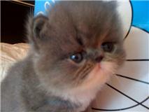 @@@White diamond house@@@ เปิดจองลูกแมวลูกครึ่ง CFA อายุ 1 เดือนครึ่ง เพศชาย 3ตัว รูปที่ 1