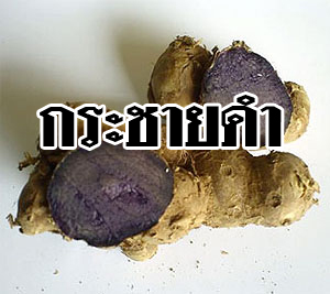 กระชายดำอบแห้ง หัวสด ส่งออก เกาหลี ญี่ปุ่น เพชรบูรณ์ 0892066080 รูปที่ 3