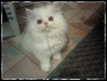 รูปย่อ ลูกแมวเปอร์เซียสุขภาพดี สีขาว น่ารัก รูปที่4