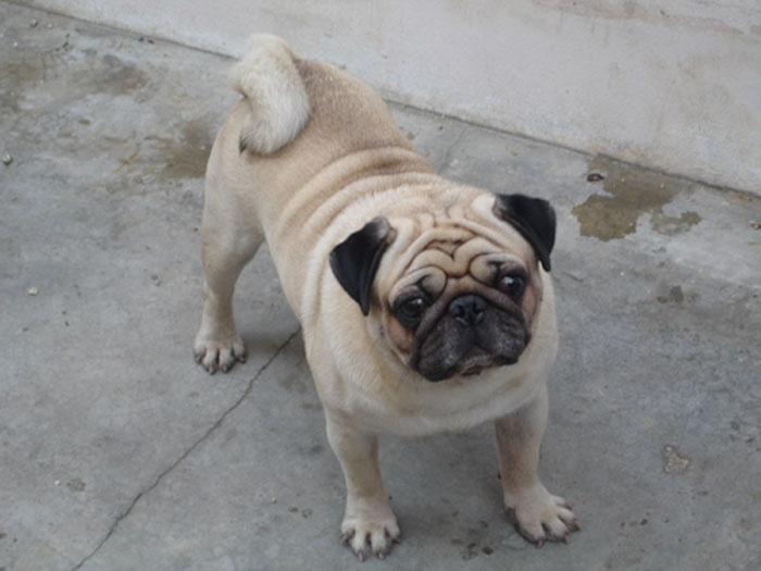 รับ ผสมหมาปั๊ก (Pug) เพ็ด เต็มใบ 2000 บาท เท่านั้น รูปที่ 1