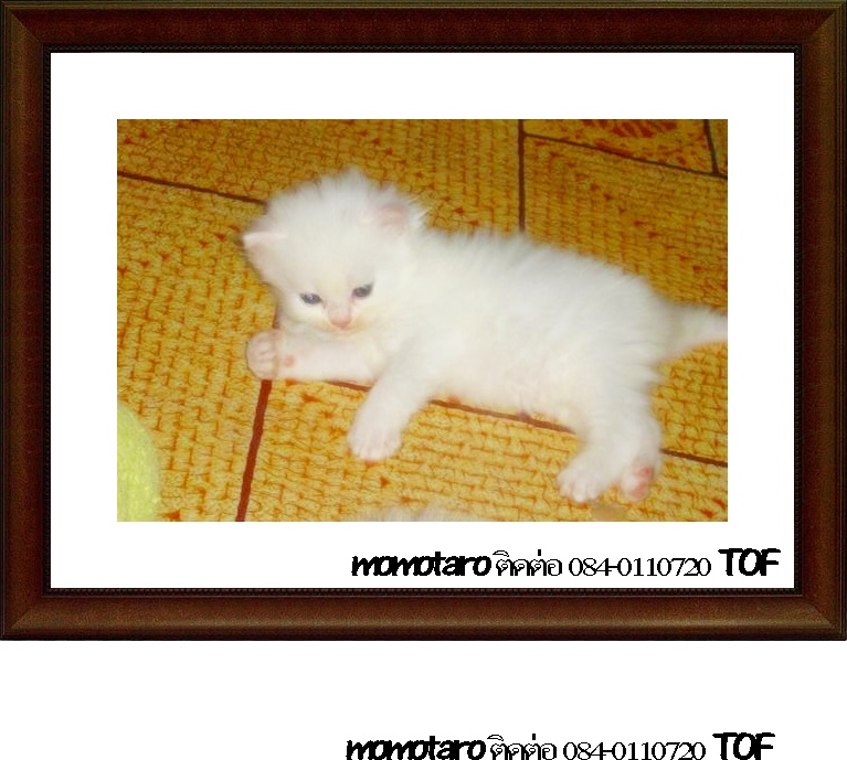 ขายลูกแมวเปอร์เซียอายุ 1 เดือน สี ขาว, หิมาลายัน, คาลิโก, ดำ หน้าตุ๊กตา รูปที่ 1
