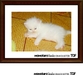 รูปย่อ ขายลูกแมวเปอร์เซียอายุ 1 เดือน สี ขาว, หิมาลายัน, คาลิโก, ดำ หน้าตุ๊กตา รูปที่1