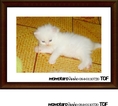 ขายลูกแมวเปอร์เซียอายุ 1 เดือน สี ขาว, หิมาลายัน, คาลิโก, ดำ หน้าตุ๊กตา