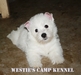 รูปย่อ ขายเวสตี้ หรือ West Highland White Terrier ลูก TH. CH ใบเพดเต็มๆใบ&gt;_&lt; รูปที่5