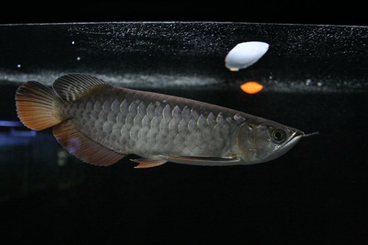 ขาย Hi-Back ขนาด8นิ้ว รูปที่ 4